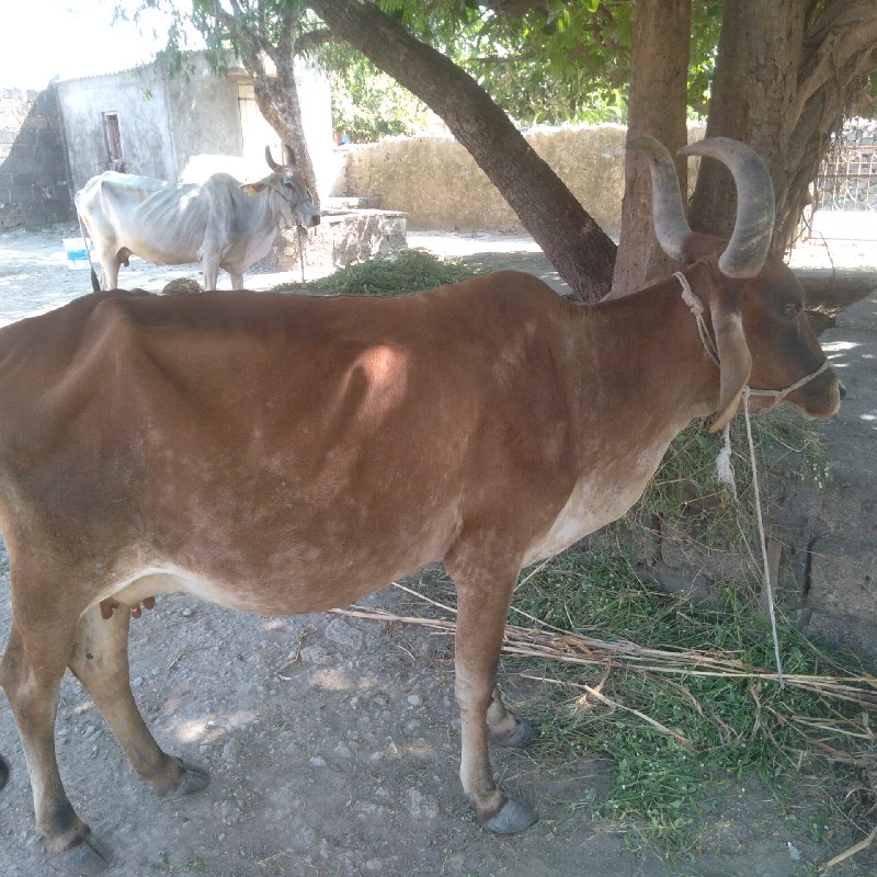 ગાય વેચવાની છે