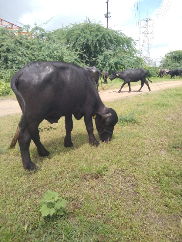 પાડો