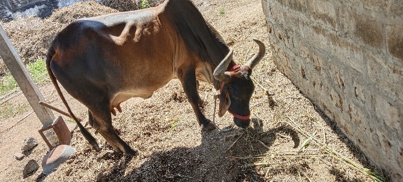 ગાય વેચવાની છે