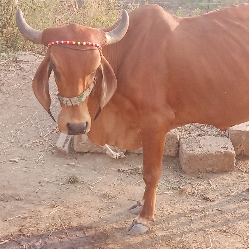 ગાય વેચવાની છે