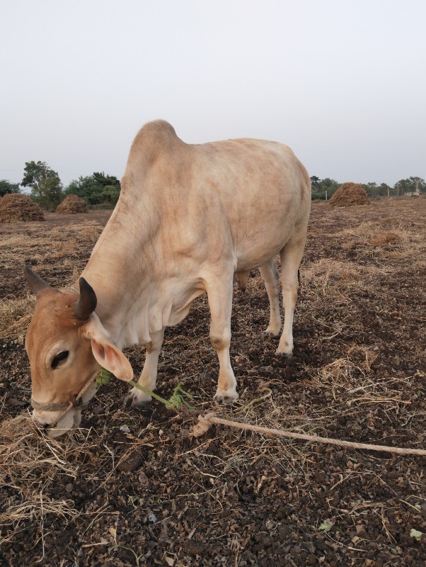 બળદ વેચવાના છે