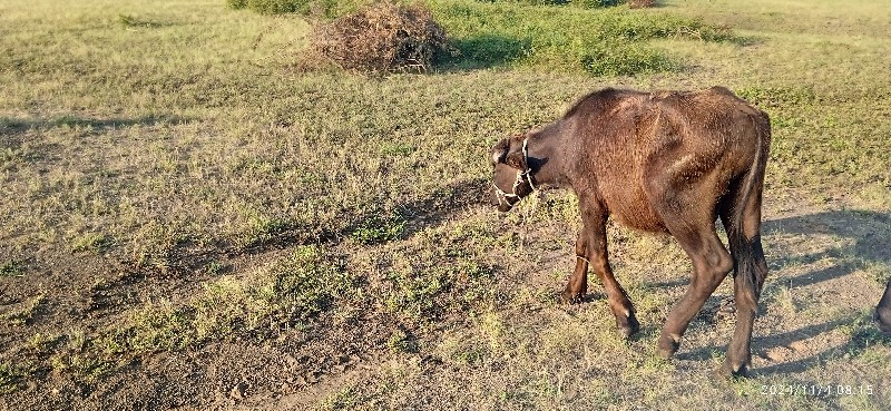 ધાનાભાઈ ગઢવી