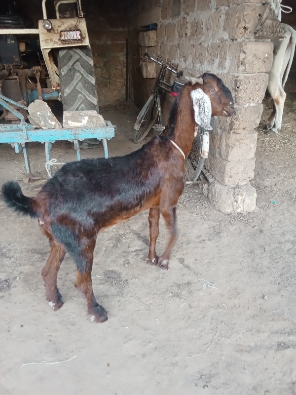 Bakri