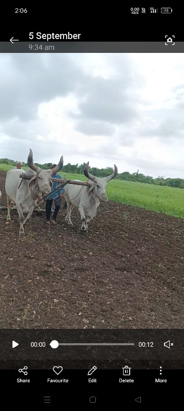 બળદ વેચવાના છે