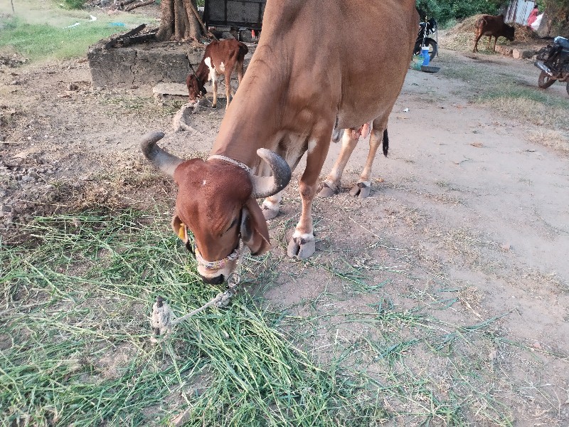 ગાય વેચવાની છે