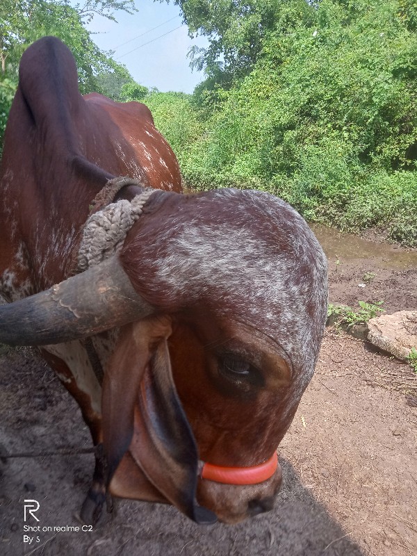 ગાયવએચવઆનઇછએ.પે...