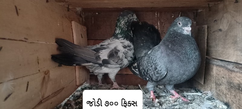 જોડી ૭૦૦
જોડી ૬...