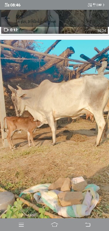 સફેદ ગાય વેચવાન...