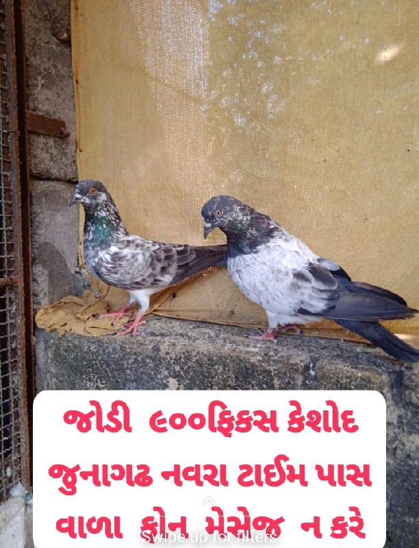 કબુતર  વેચવાના...