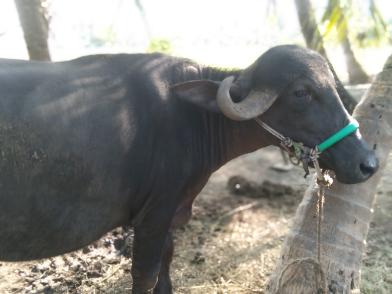 ખળેલી વેચવાની છ...