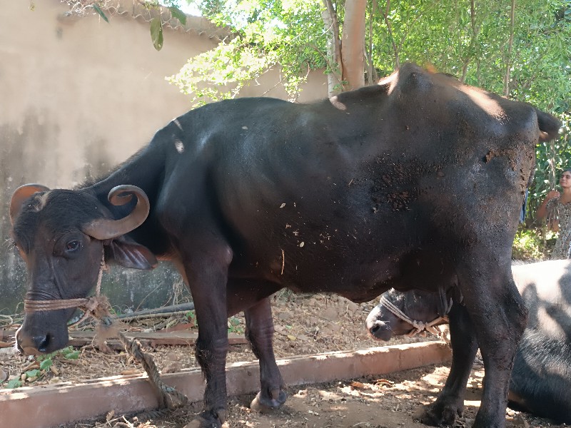 ભેસ વેચવાની છે