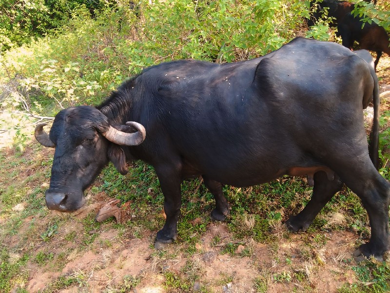 આ ભેંશ વેચવા ની...