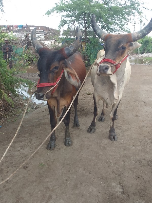 ગોદલા વેચવાના છ...