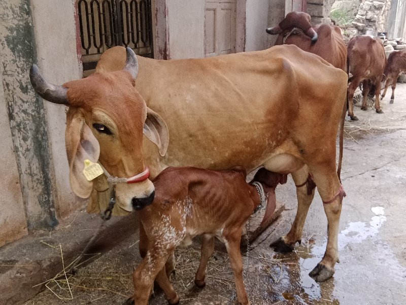 ગાય લેવા ની શે