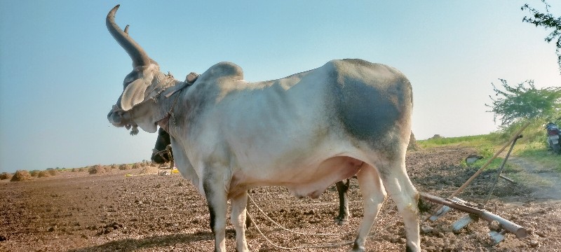 બળદ લેવાનો છે