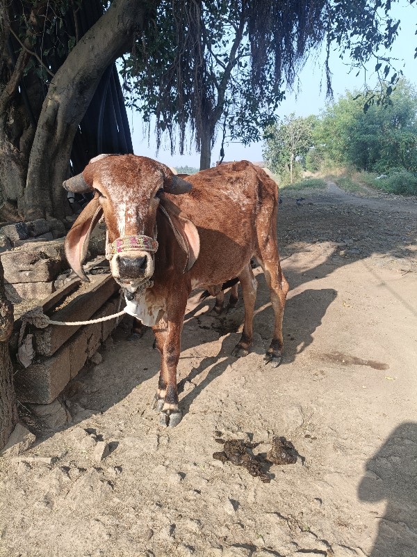 વાછડી આપવાની છે