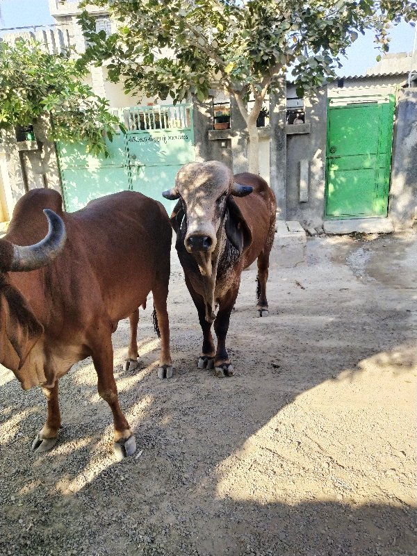 ગીર ગાય વેચવાની...