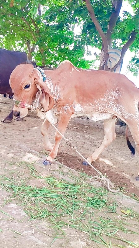 ગાય ને વાચડી બે...