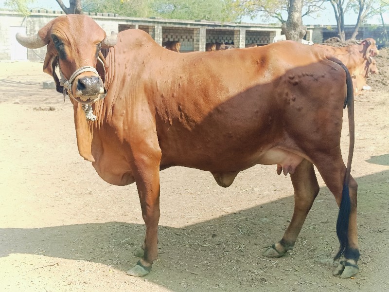 ગાય વેચવાની છે