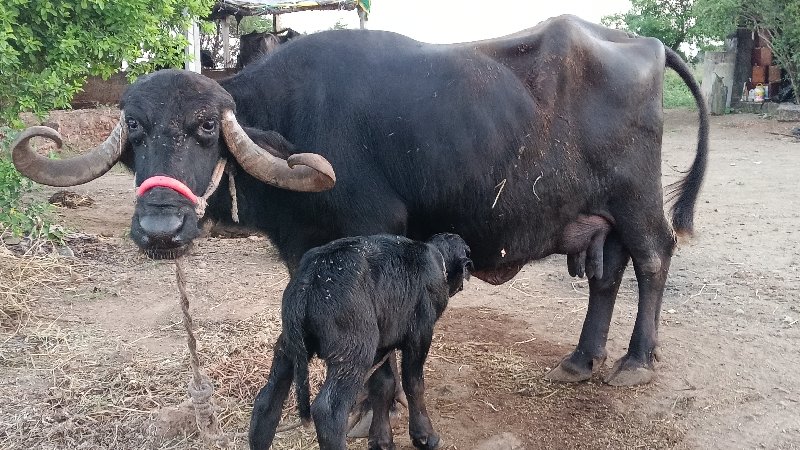 આ ભેંસ વેચવાની...