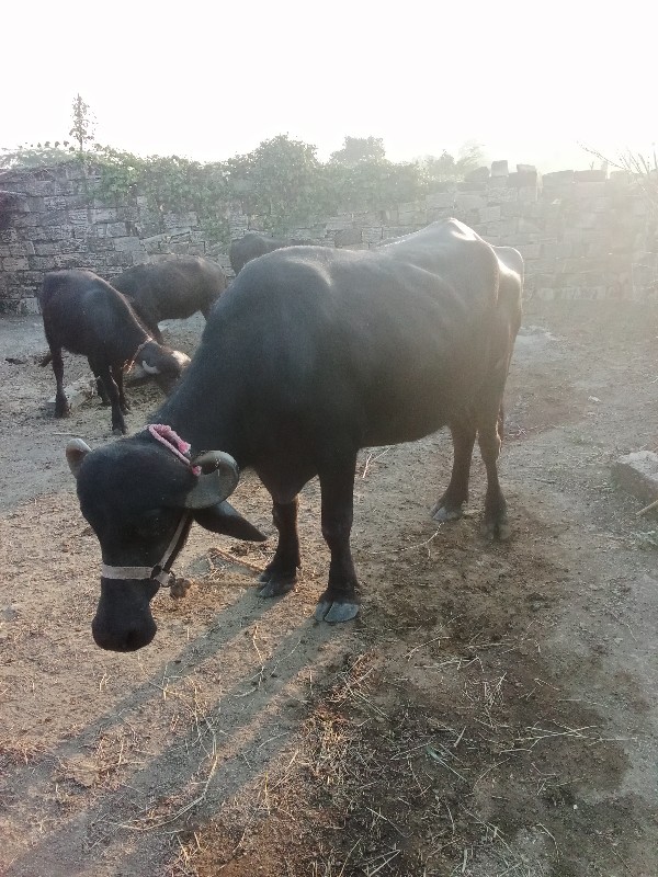 ખડેલી વેચવાની