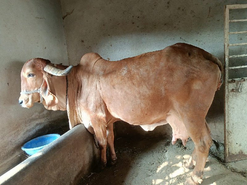 gir cow