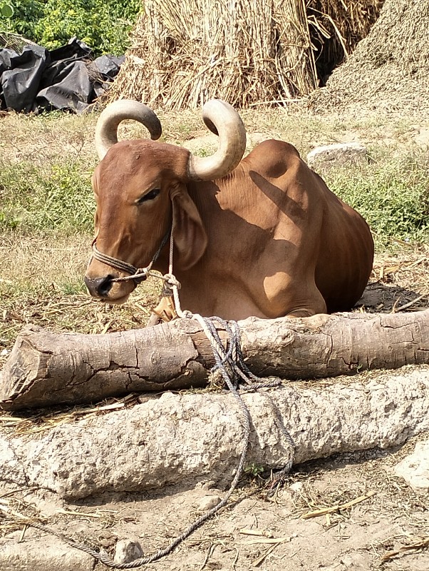 આ બધું વેચવાના...