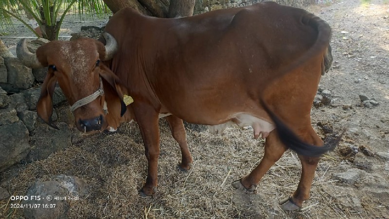 ગાય વેચવાની છે