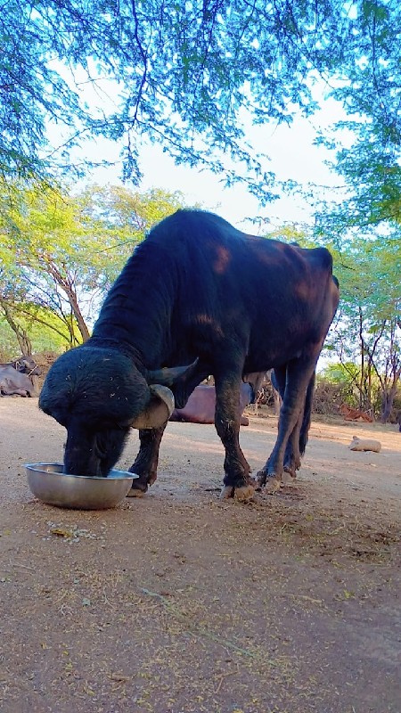 ટોપર પાઙો અસલ