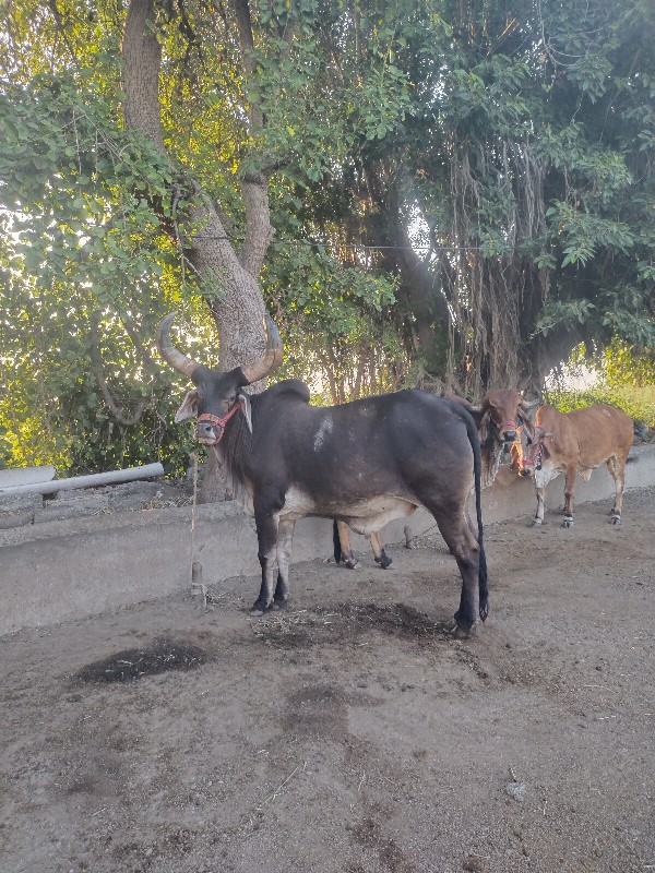 ગોઢલો વેચવાનો છ...