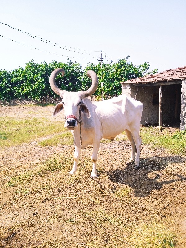 બળદ ની જોડ વેચવ...