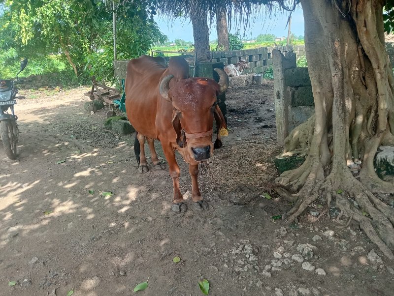 ગાય વેચવાની છે