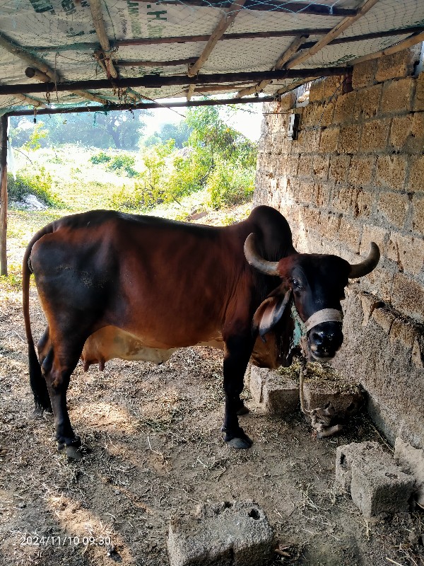 ગાય વેચવાની છે