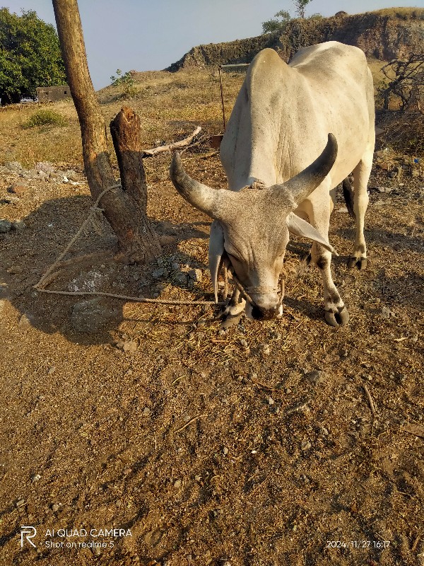 ગોધલો લેવાનો છે