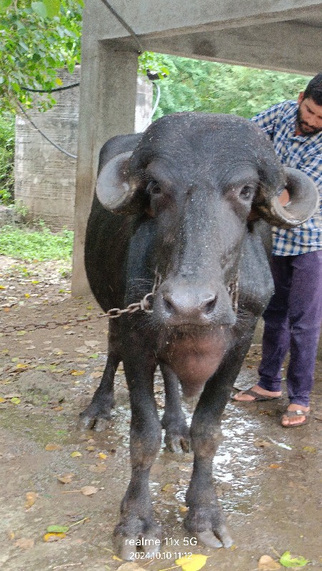 પેલું વેતર