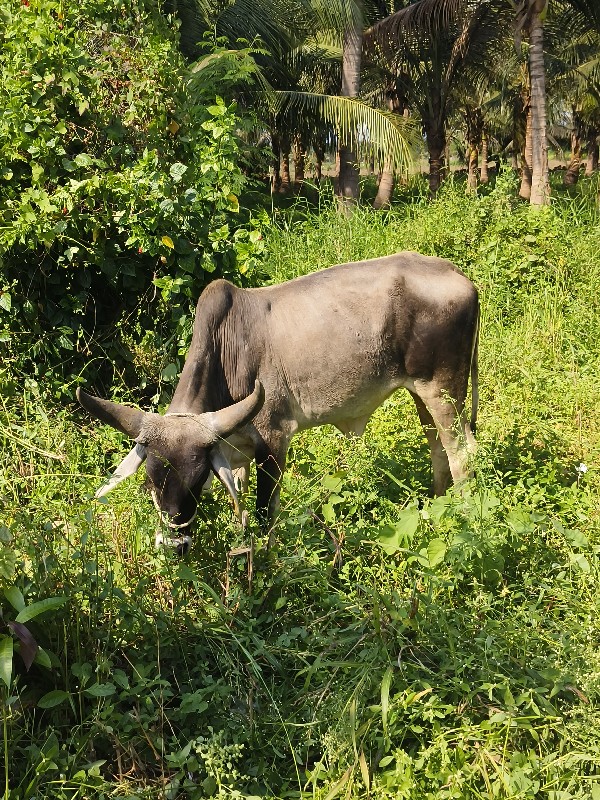 ગાય વેચવાની છે