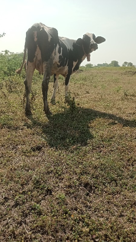 કૌચ બાવરી