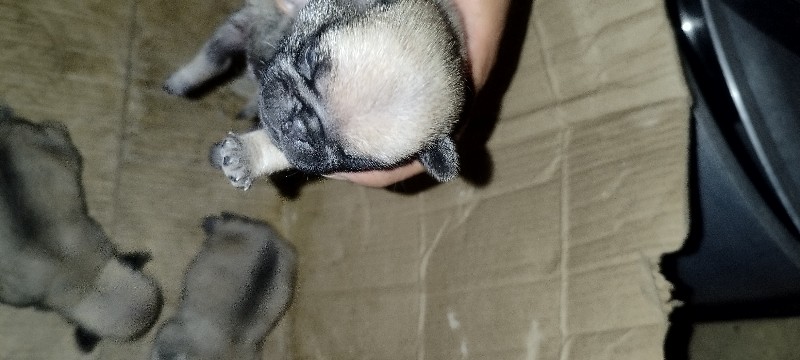 pug puppy 1 mal...