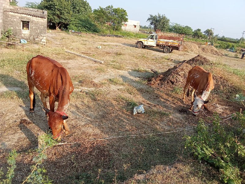 વેચવાના છે