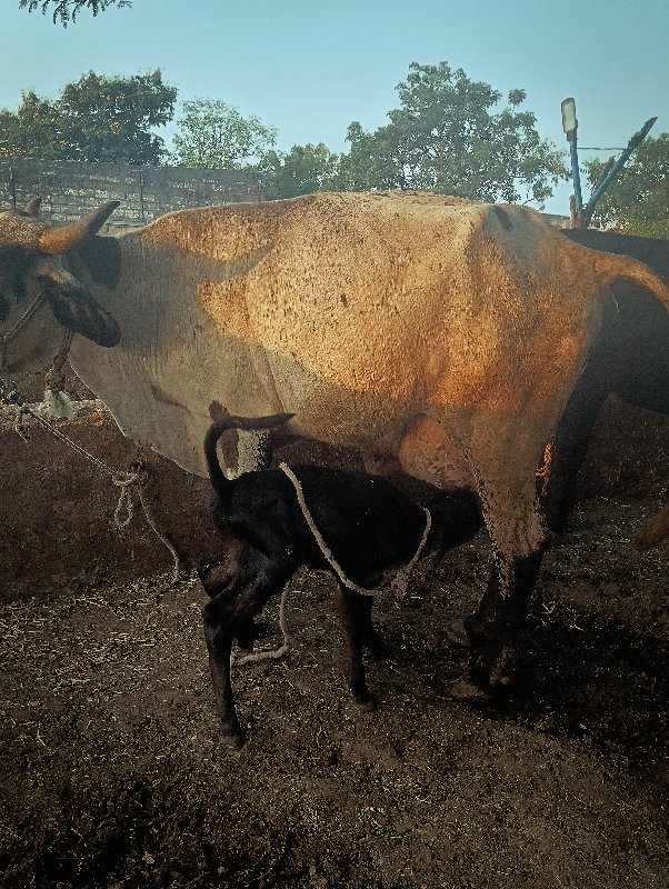 જર્સી ગાય