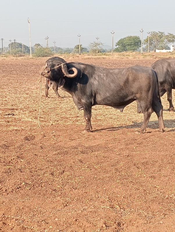 પાડો વેચાવ છે