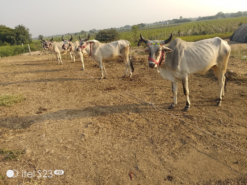 વલભપરમાર કુમાર...