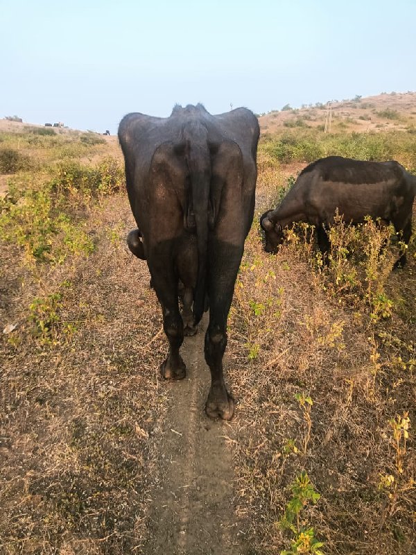 આ ભેંસ નું બીજુ...