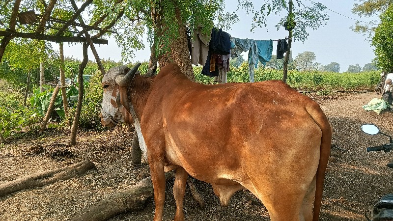 બળદ વેચવાના છે