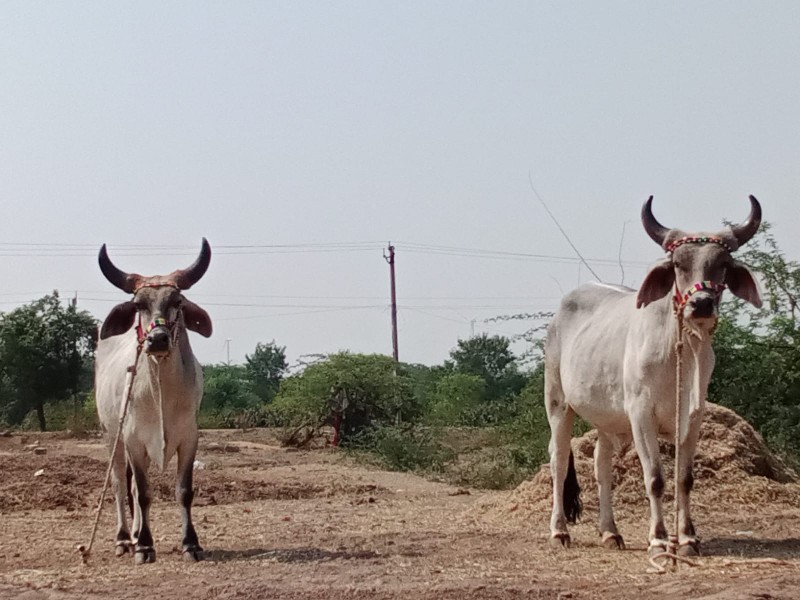 ગોઢલા વેચવા વેચ...