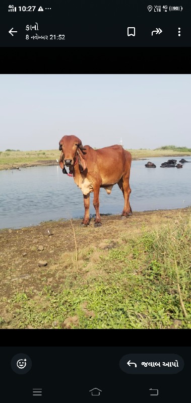 ગીર વાછડી વેચવા...