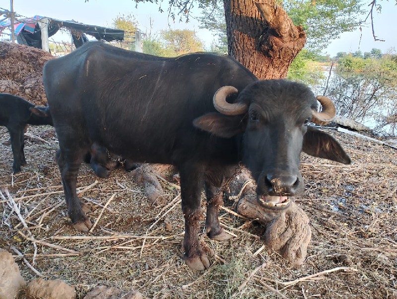 પાડી વેચવાની છે