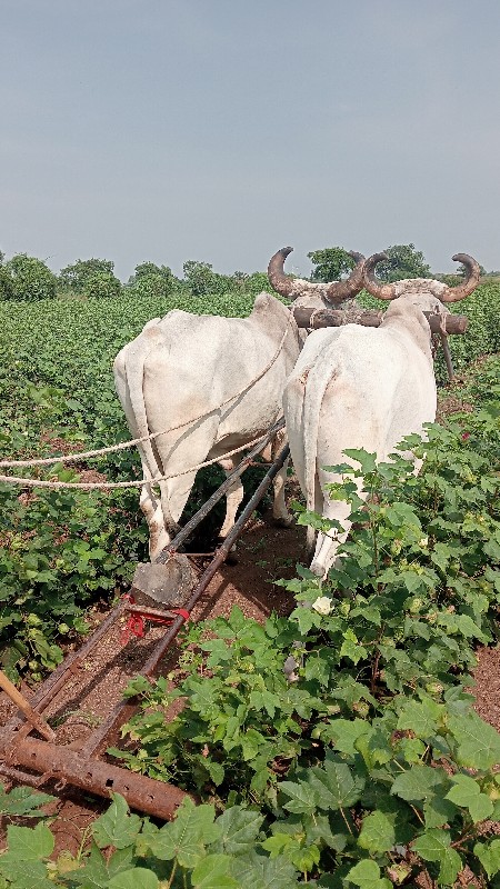 બળદ વેચવાનિ છે