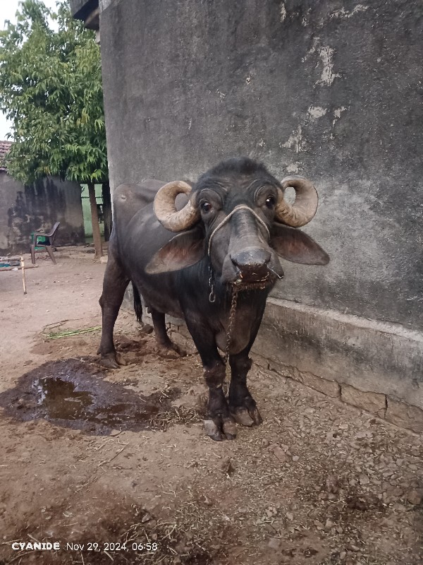 ભેંસ વેચવાની છે