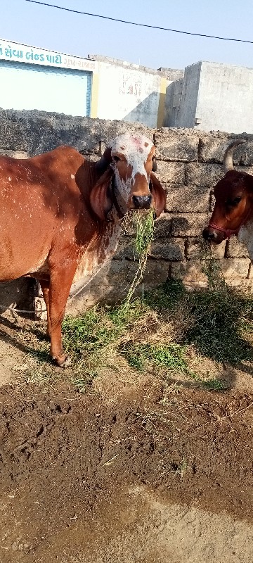 ઓડકી વેચવાનીછે